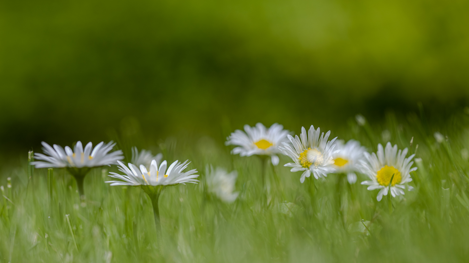 ein hauch von frühling