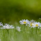 ein hauch von frühling