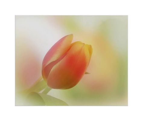 Ein Hauch von Frühling...