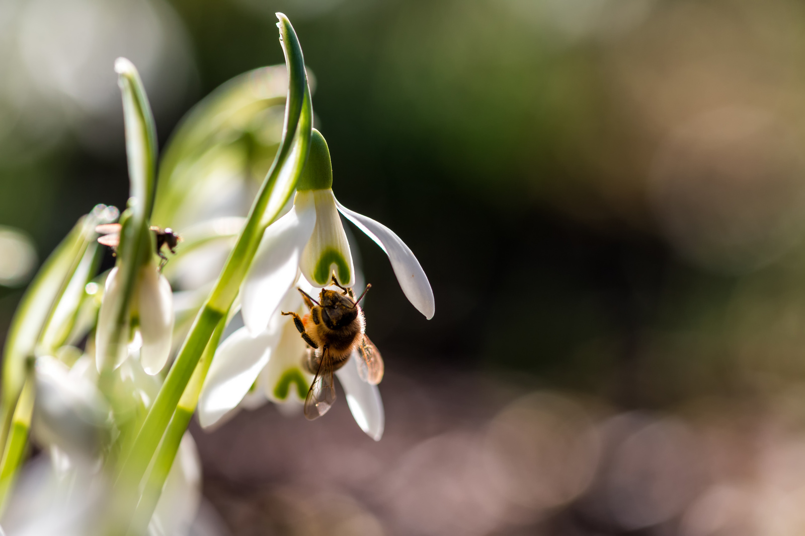 Ein Hauch von Frühling