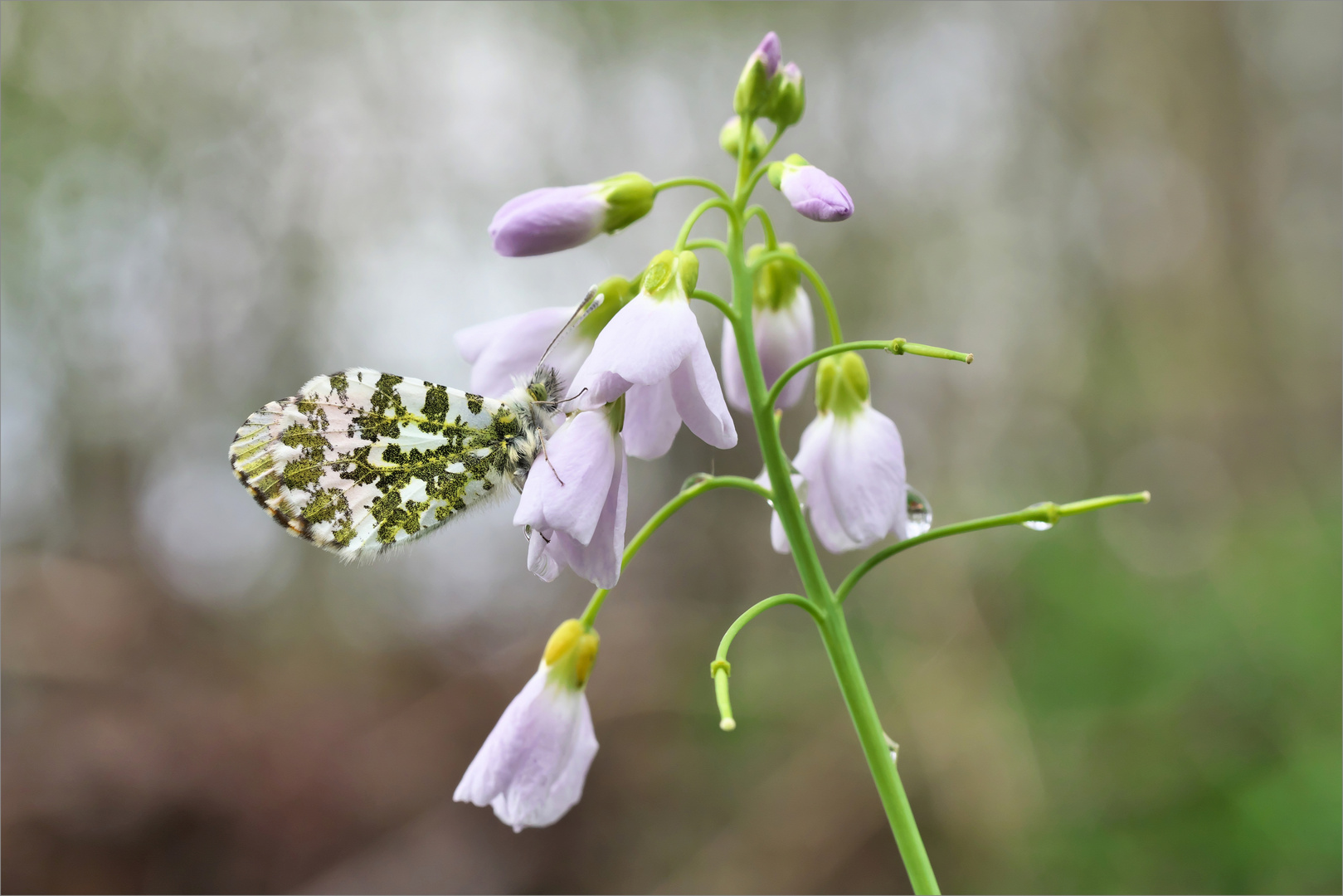 Ein Hauch von Frühling Foto & Bild makro, frühling, natur Bilder auf