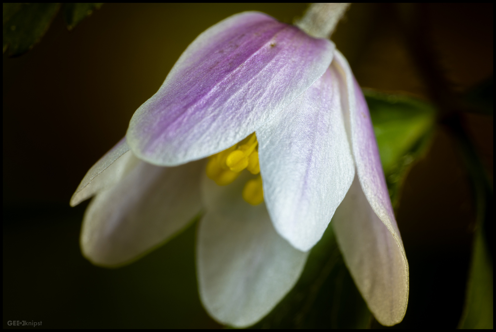 ein Hauch von Frühling...