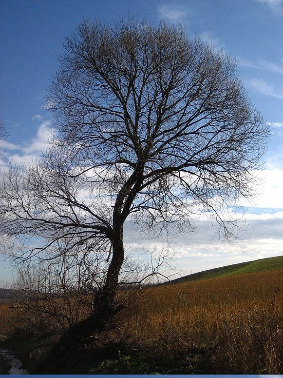 Ein Hauch von Frühling