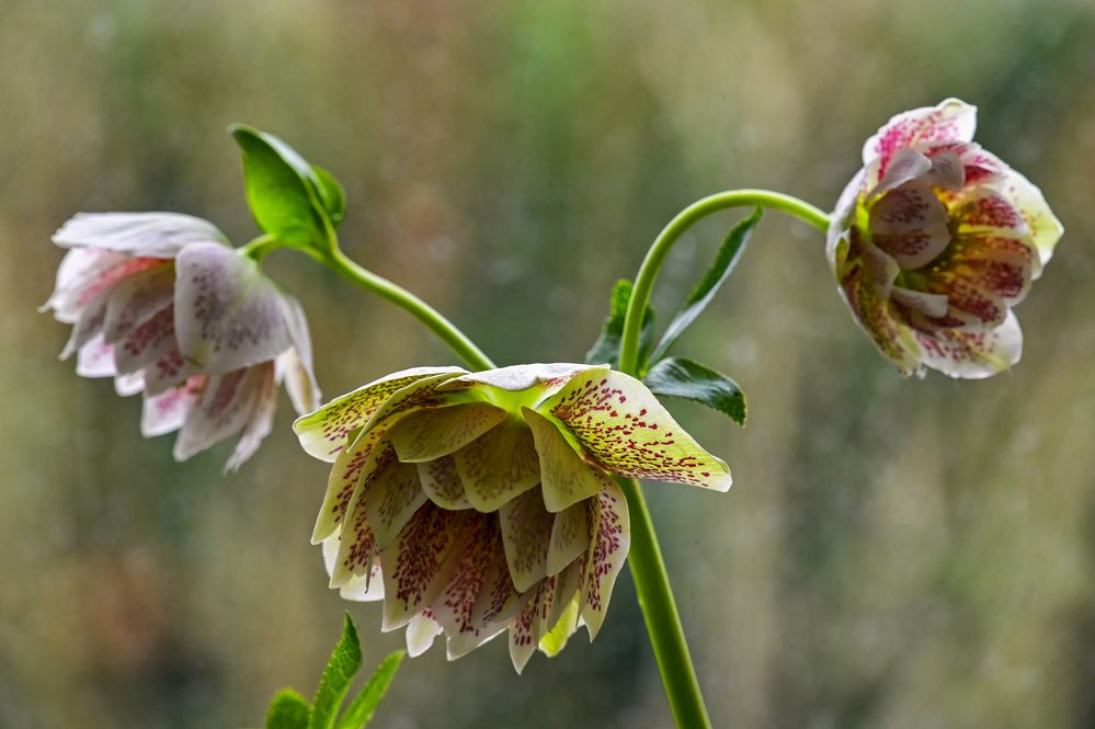 Ein Hauch von Frühling....