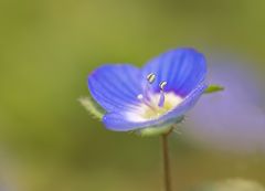 Ein Hauch von Frühling ...