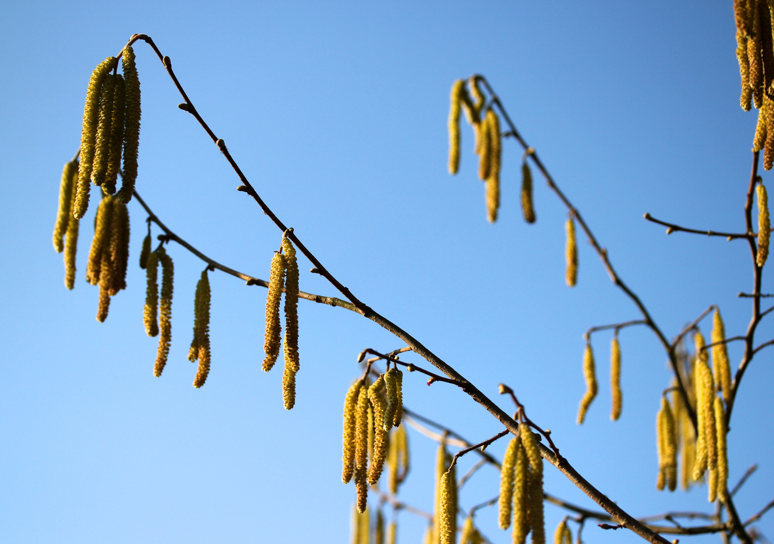 Ein Hauch von Frühling…