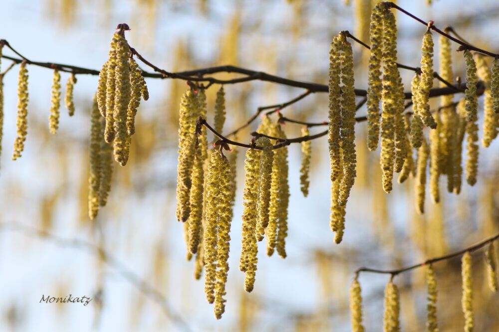 Ein Hauch von Frühling....