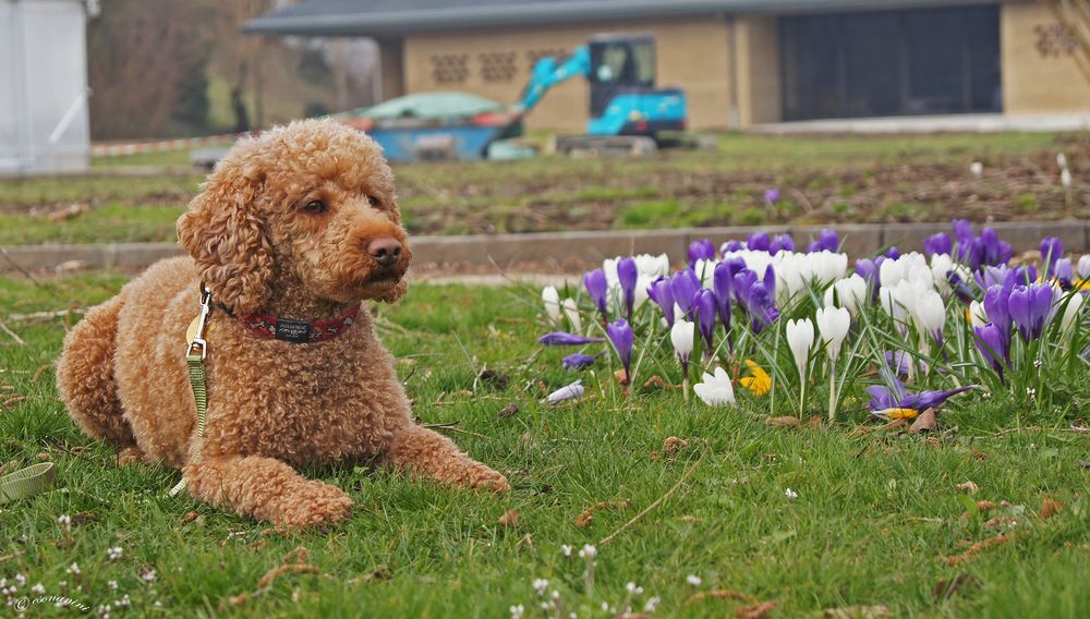 ' ein Hauch von Frühling... '