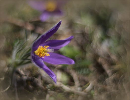 Ein Hauch von Frühling (I)...