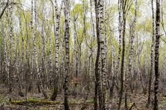 Ein Hauch von Frühling im Birkenwald
