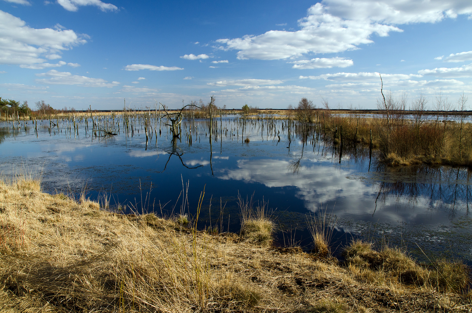 Ein Hauch von Frühling im Goldenstedter Moor -2-