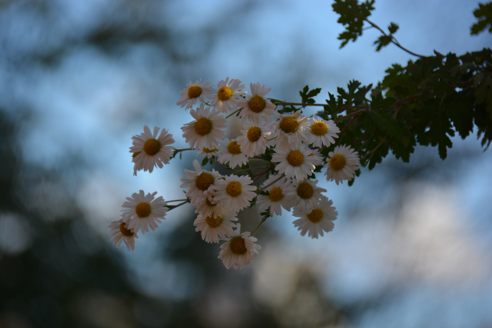 Ein Hauch von Frühling im November