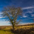 Ein Hauch von Frühling in der Pfalz