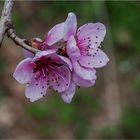 Ein Hauch von Frühling in rosa