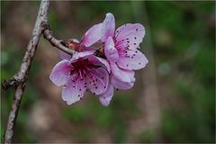 Ein Hauch von Frühling in rosa