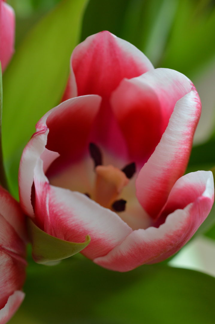 Ein Hauch von Frühling lässt grüßen