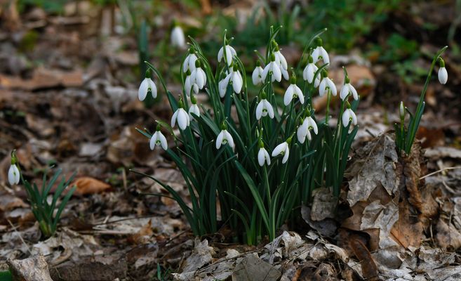 EIN HAUCH VON FRÜHLING MÖGE DICH BEGLEITEN