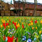 Ein Hauch von Frühling weht durch meine Heimatstadt...