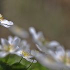 ein Hauch von Frühlings-Zart