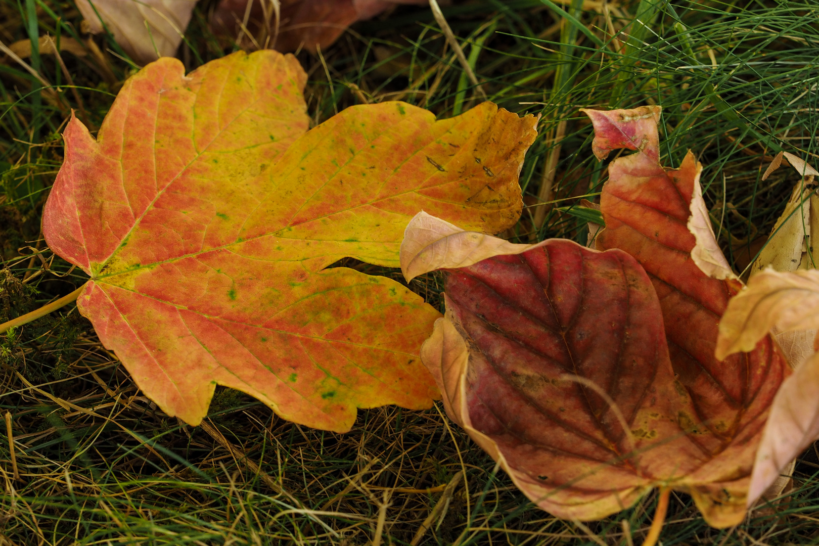 Ein Hauch von Herbst