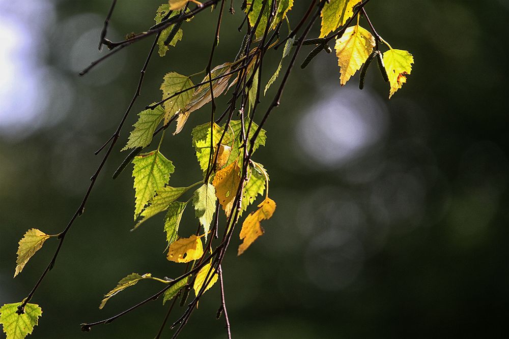 Ein Hauch von Herbst