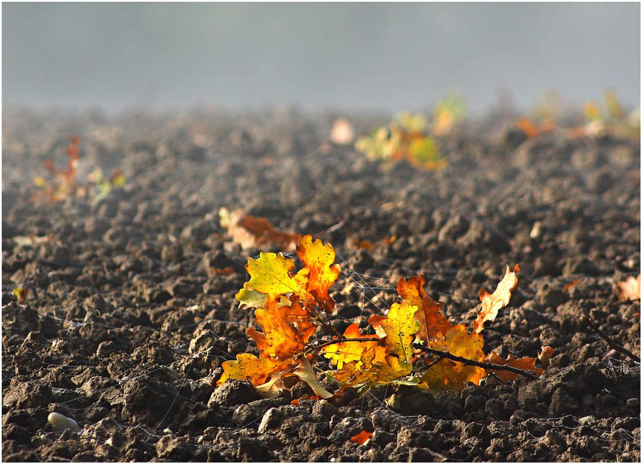 Ein Hauch von Herbst