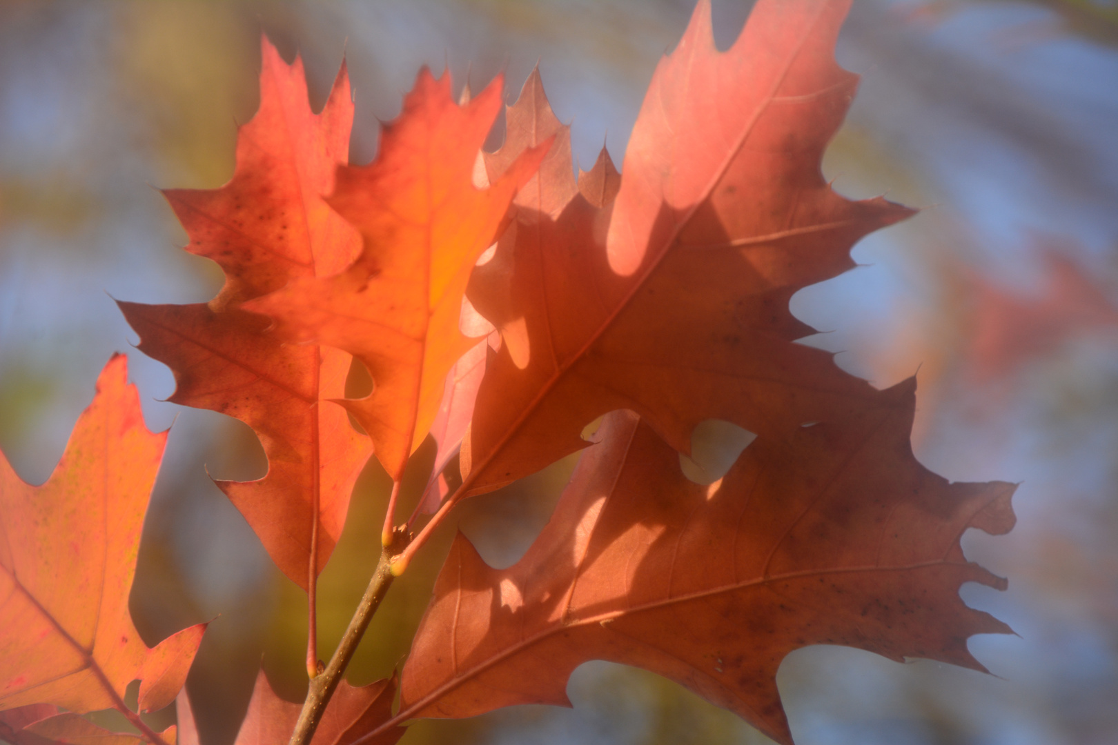 ein Hauch von Herbst