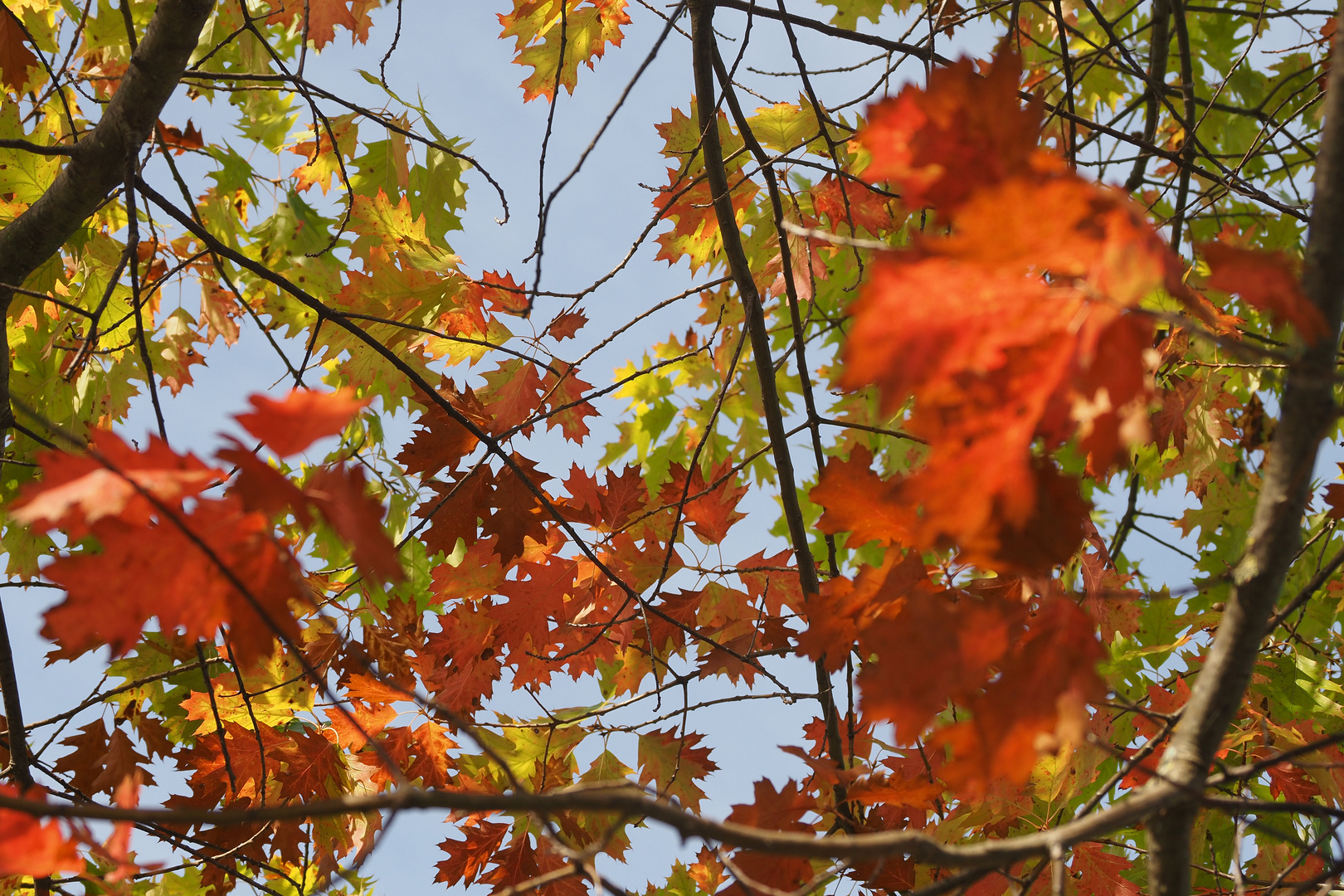 ein hauch von herbst