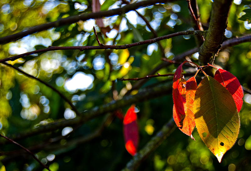 Ein Hauch von Herbst