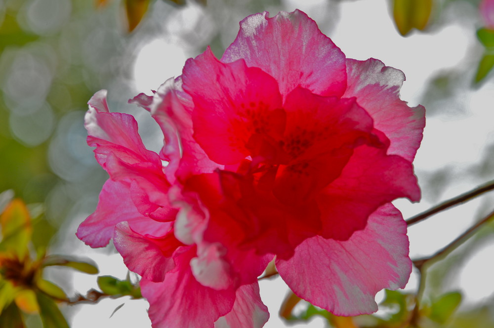 Ein Hauch von Hibiskusblüte im Gegenlicht