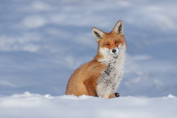Ein Hauch von Japan - Shiba  Kitsune  blinzelt  im Schnee