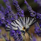 Ein Hauch von Lavendel