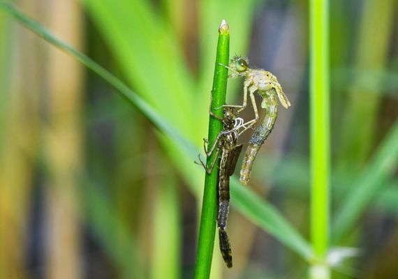 EIN HAUCH VON MAGIE: DAS SCHLÜPFEN DER KLEINLIBELLE