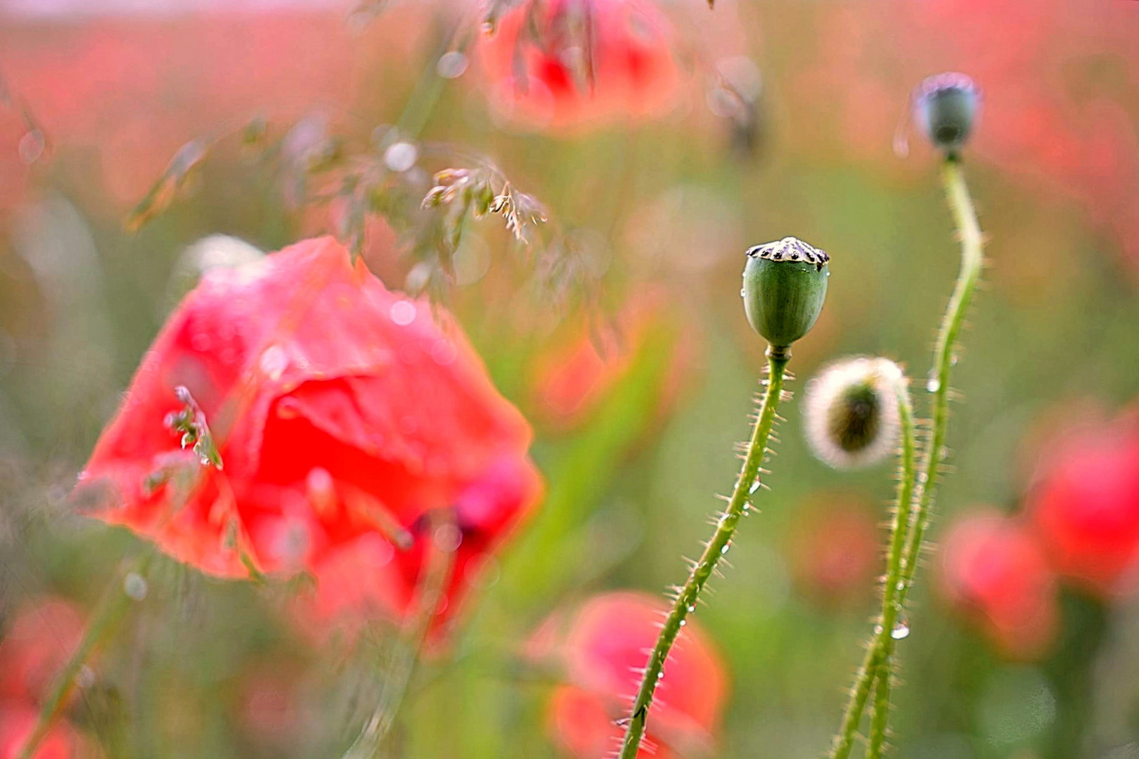 Ein Hauch von Mohn