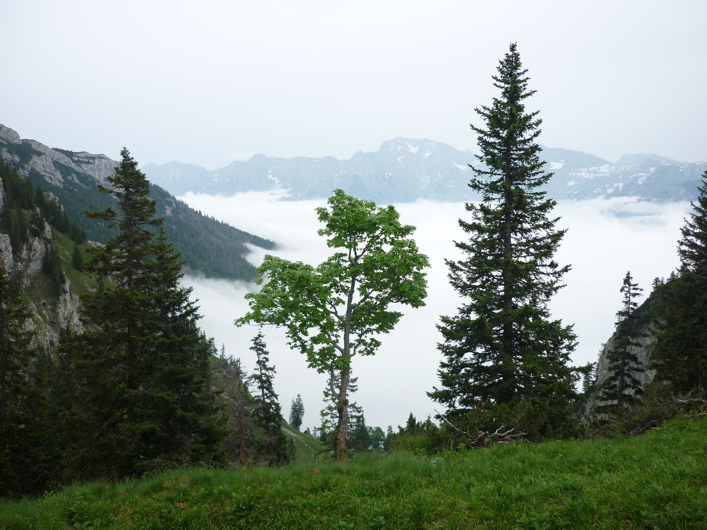 ein Hauch von Nebel