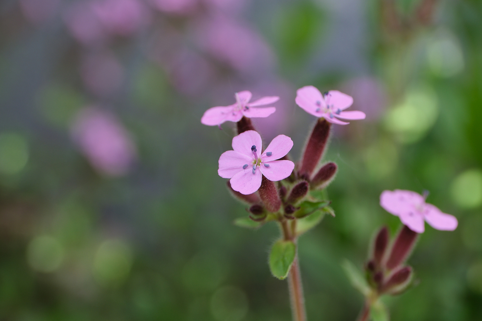 Ein Hauch von Pink...