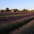 Ein Hauch von Provence in Ostsachsen