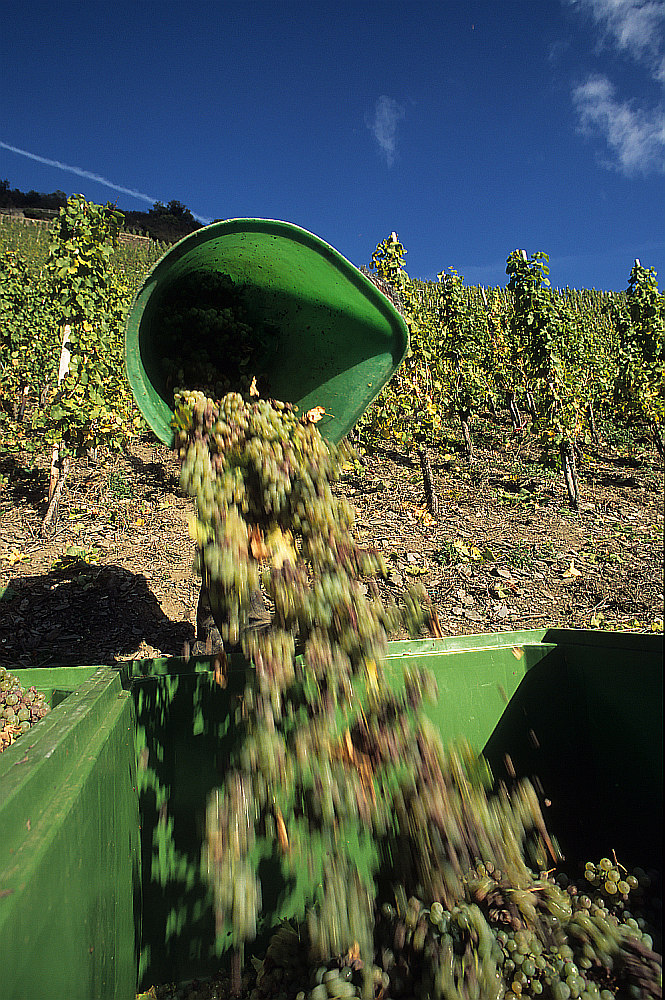 Ein Hauch von Riesling liegt in der Luft