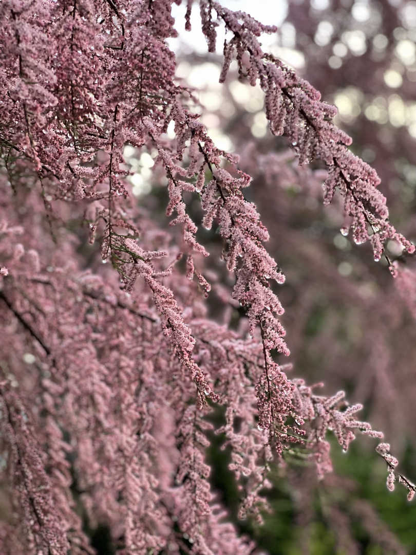 Ein Hauch von rosa 