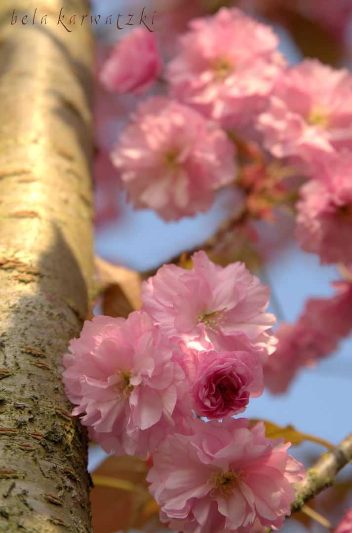 Ein Hauch von Rosa...