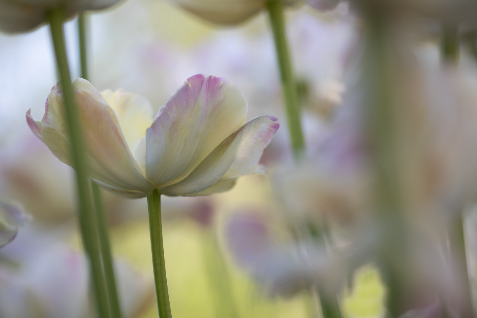 Ein Hauch von rosa