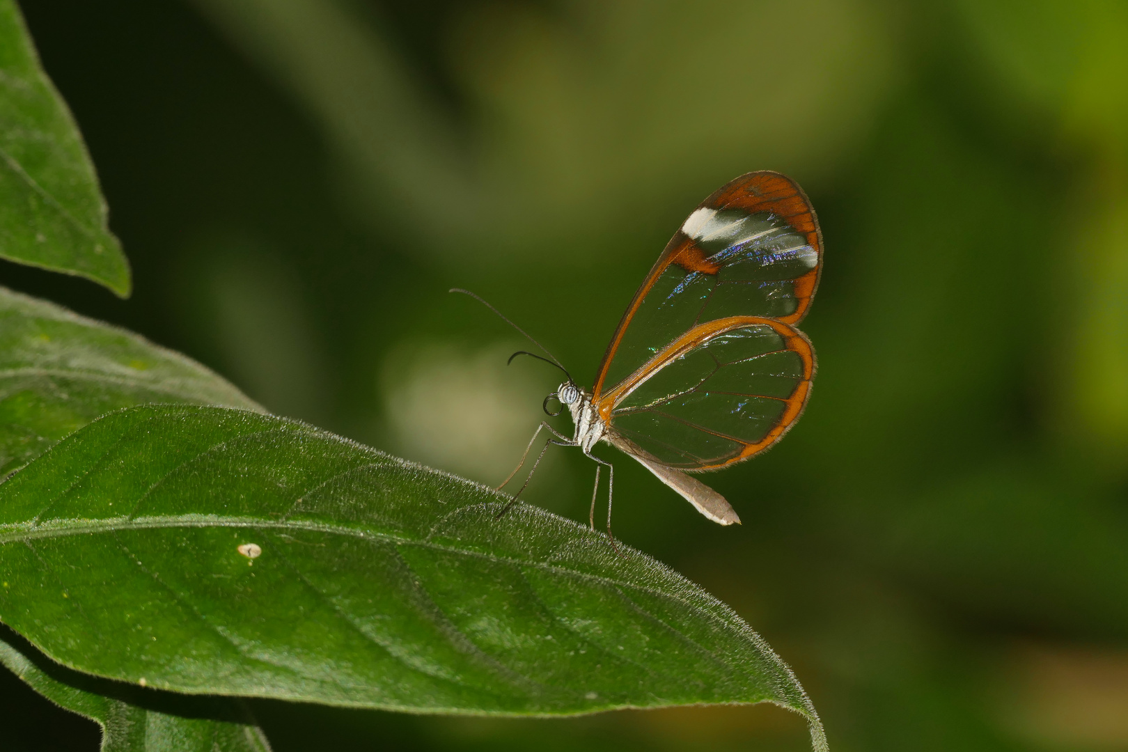 ein Hauch von Schmetterling