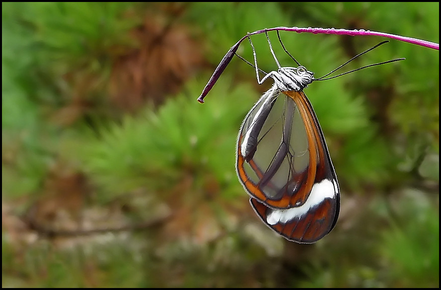 Ein Hauch von Schmetterling