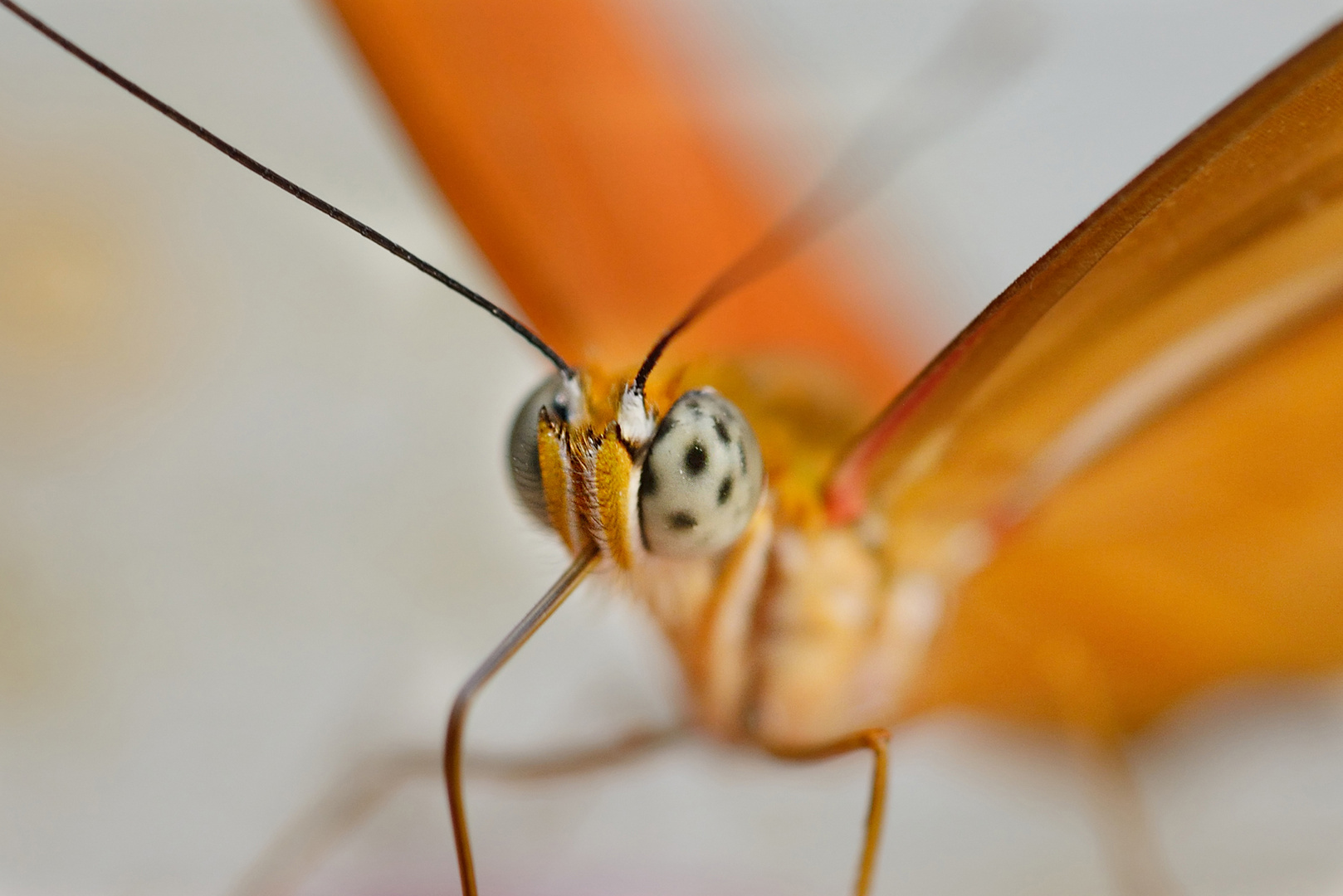 Ein Hauch von Schmetterling