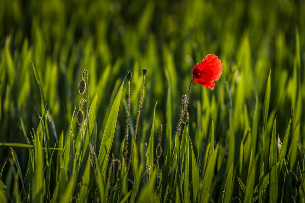 Ein Hauch von Sommer