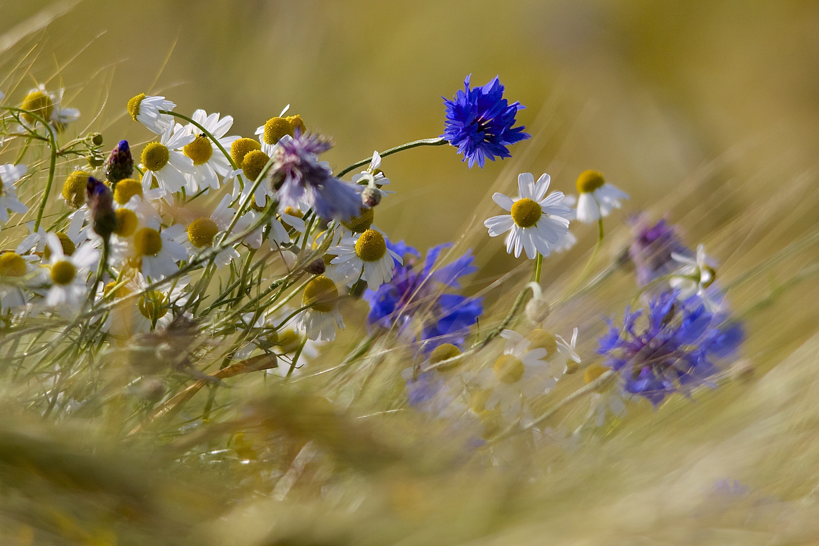 Ein Hauch von Sommer