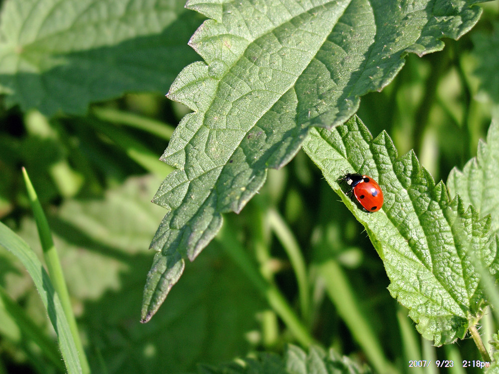 Ein Hauch von Sommer