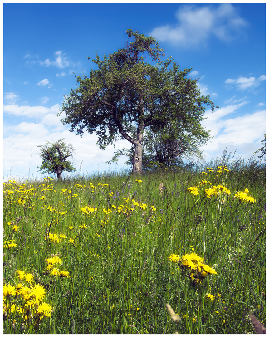 Ein Hauch von Sommer