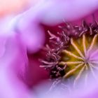 ein Hauch von Sommer
