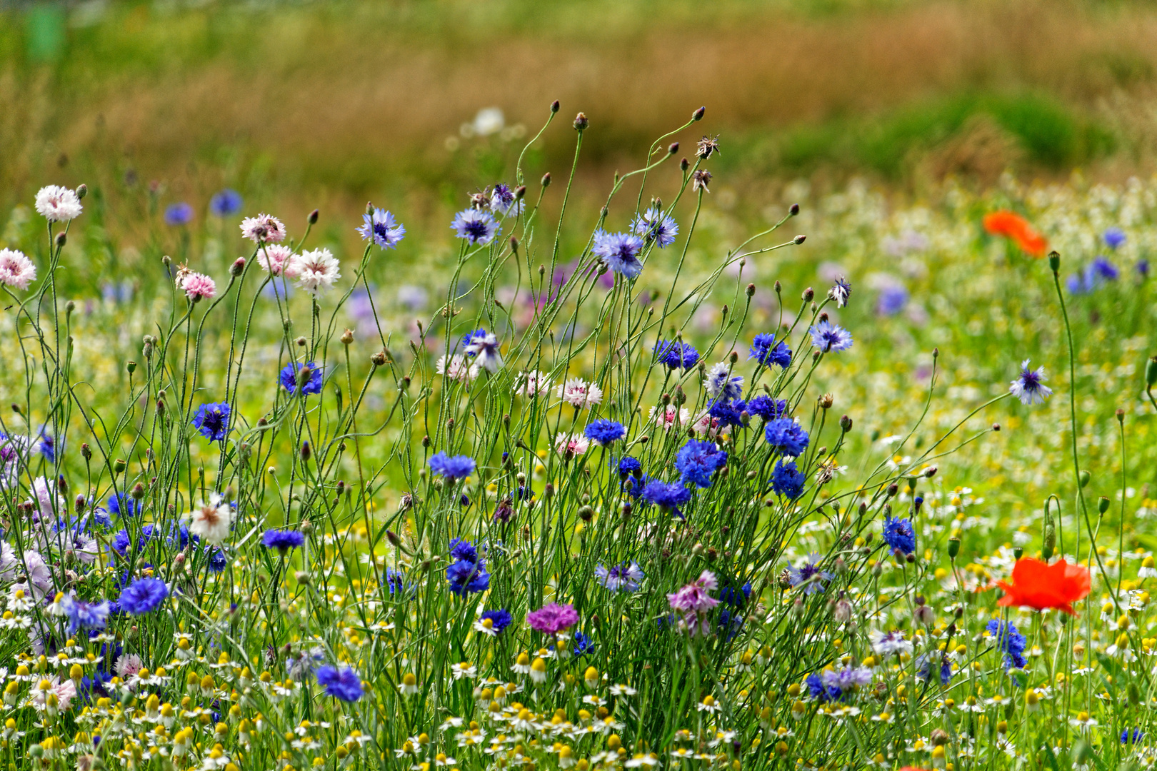 ein Hauch von Sommer